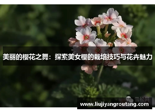 美丽的樱花之舞：探索美女樱的栽培技巧与花卉魅力